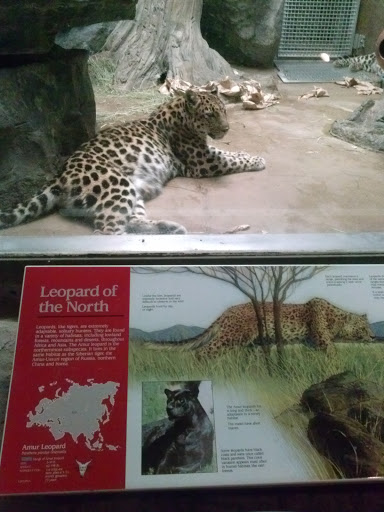 Leopard of The North