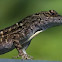 Brown Anole