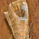 Moth