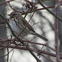 Song Sparrow
