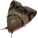 Achaea janata