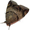 Achaea janata