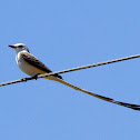 Scissor-tailed Flycatcher