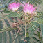 Albizia