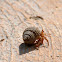 Caribbean hermit crab