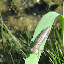 Dragonfly Exuvia