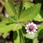 Lippia