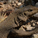 Clouded monitor lizard