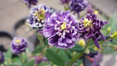 Pretty purple flowers.