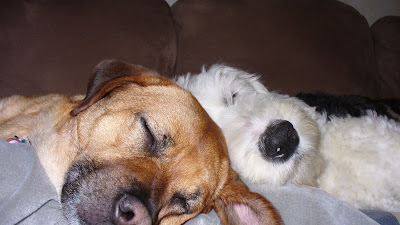 Dogs sleeping together.