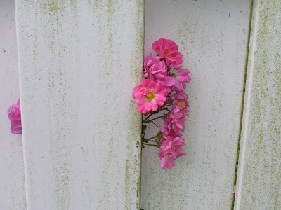 Pink flowers poking through a dirty fence.