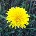 Catsear / Flatweed