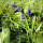 Plants of Britain