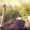 Ostrich
