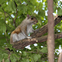 Eastern Grey Squirrel