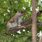 Eastern Grey Squirrel