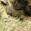 Earth-Boring Dung Beetles (Nicaragua)