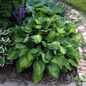 Hosta "Captain Kirk"
