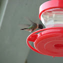 Ruby-Throated Hummingbird