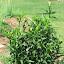 Christine's Wedding Asters
