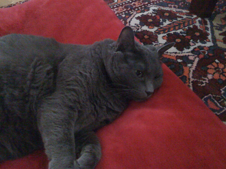 Chloe Napping