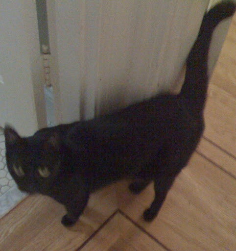 Basement Cat