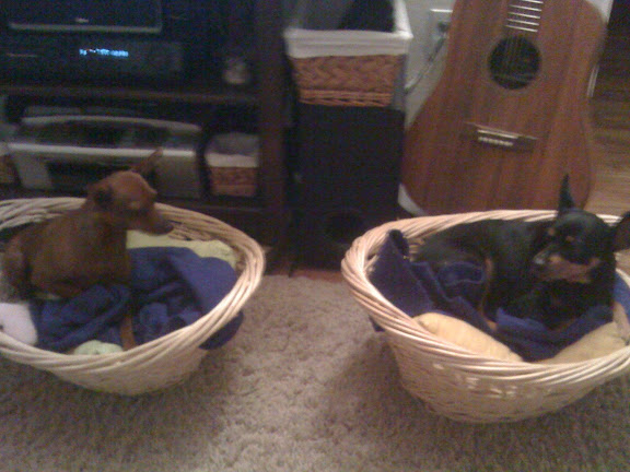 dogs