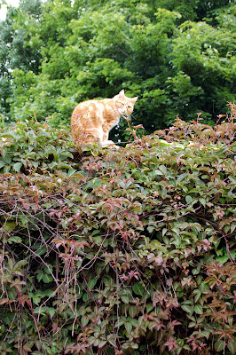 Cat on wall