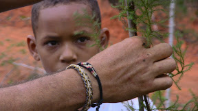 Tree Plant