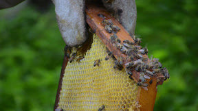 Bees