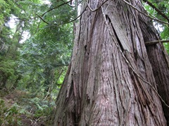 DSCN0077