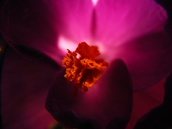 Georgia O'Keefe purple crocus flower
