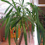 palmera
