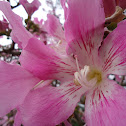 Paineira Rosa