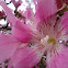 Paineira Rosa