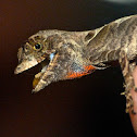 Tree anole (male)