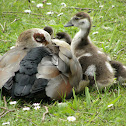 Egyptian goose (mom & babies)