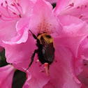 Bumblebee