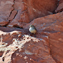 Rock Wren