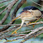 Least Bittern
