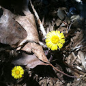 Coltsfoot