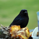 Fork-tailed Drongo