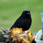 Fork-tailed Drongo