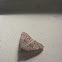 Common Idia