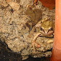 Common Frog