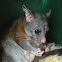 Possum