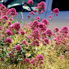 Red Valerian