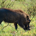dark common warthog