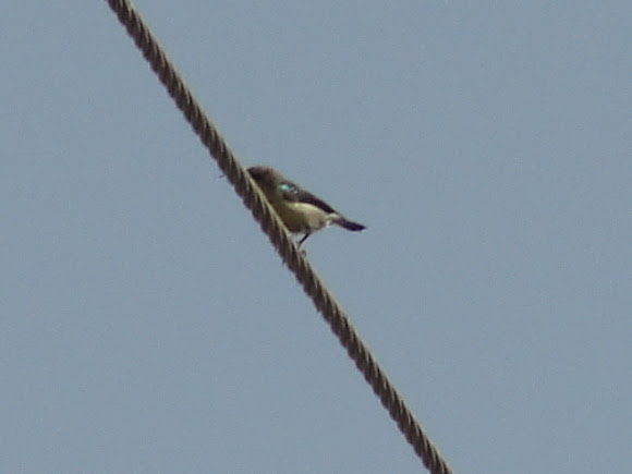 Spotting Image 1