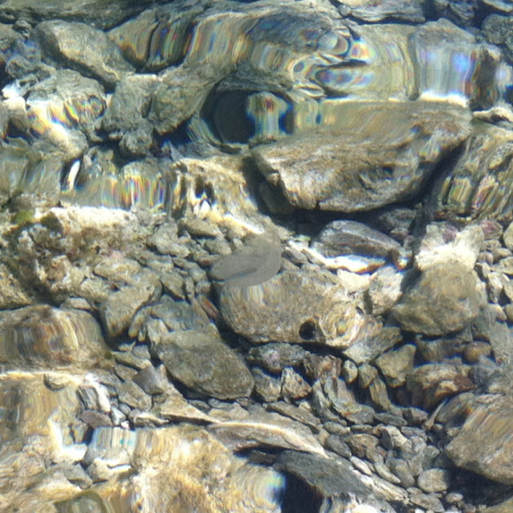 Spotting Image 1